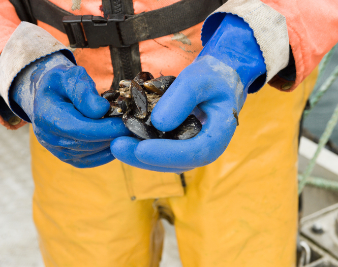 Scottish researchers track currents to new insights into shellfish farming