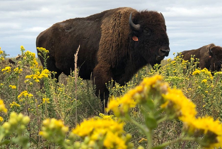 Plant Diversity Booms When Bison Return to the Prairie