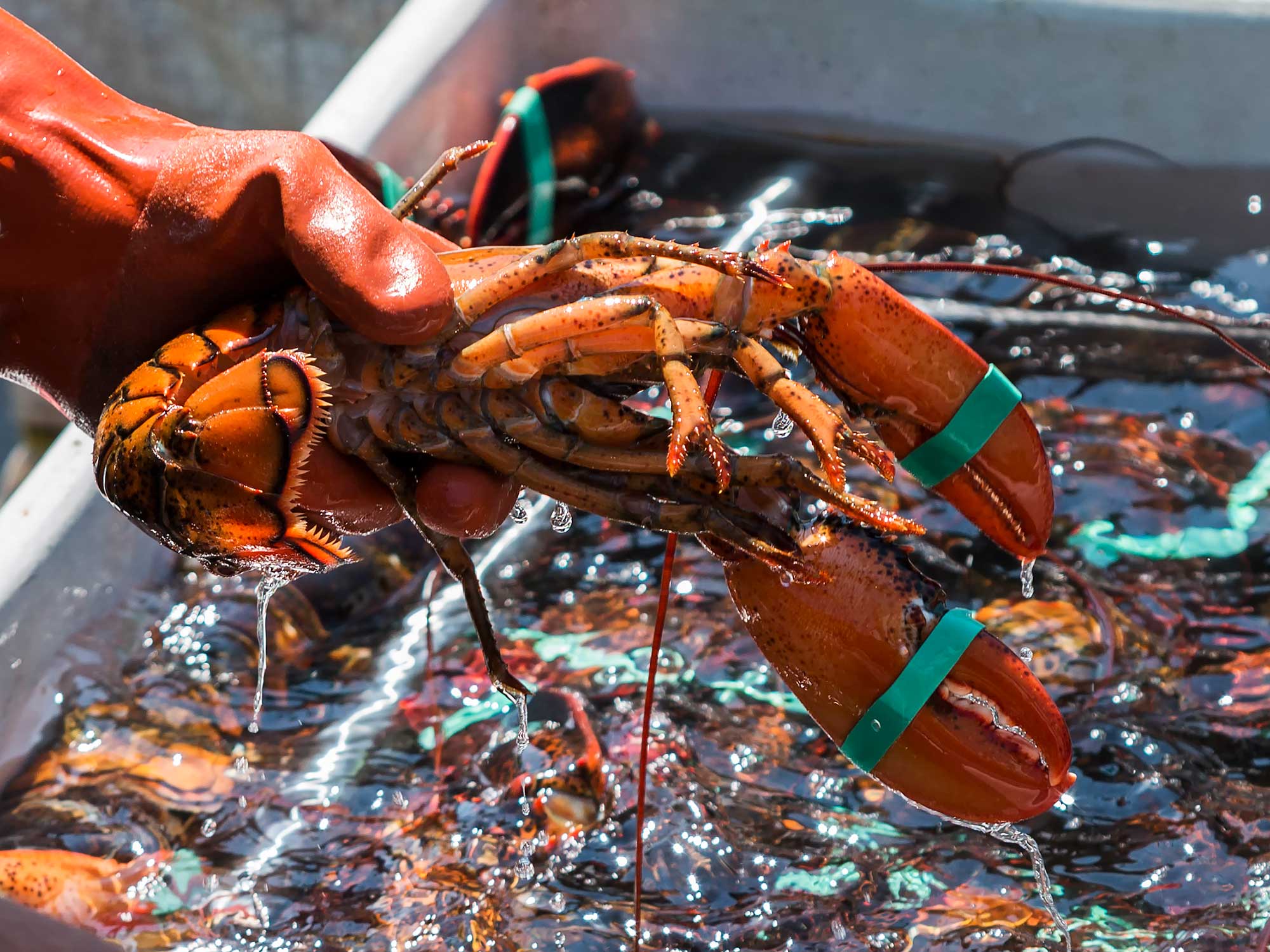 Why Main lobstermen are pushing back on the a seafood watch group’s red-listing of the American Lobster