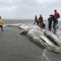 Gray whale population off western U.S. continues to decline