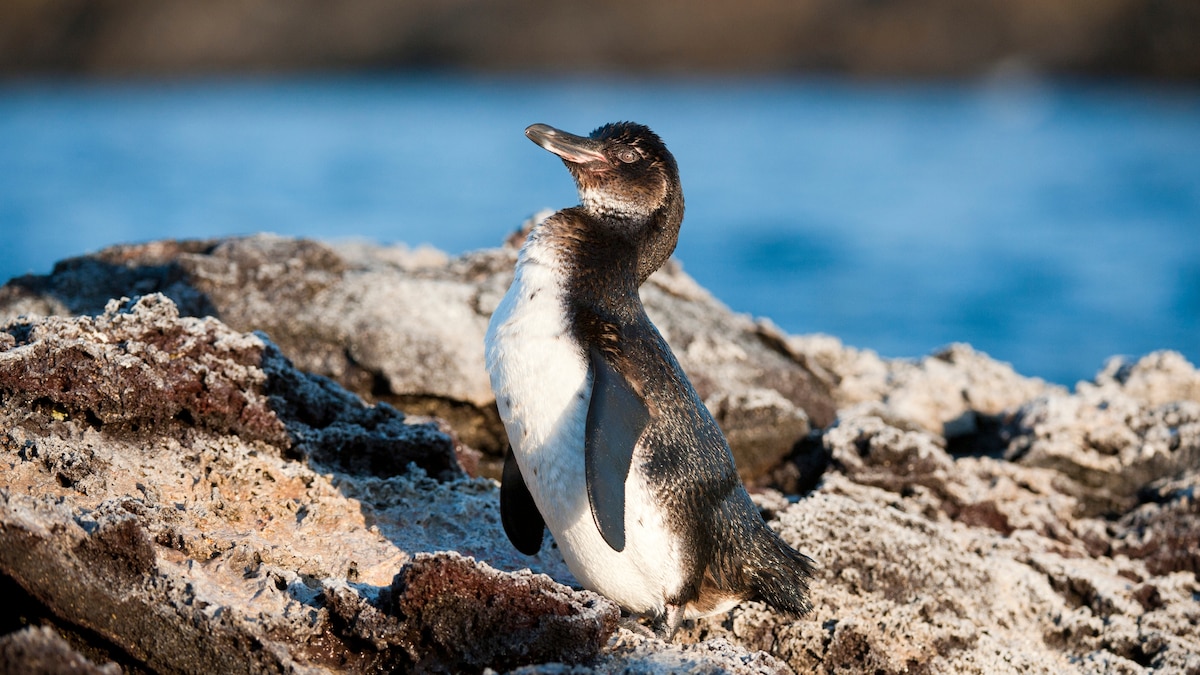 The Galapagos penguin, one of the world’s rarest, sees a glimmer of hope