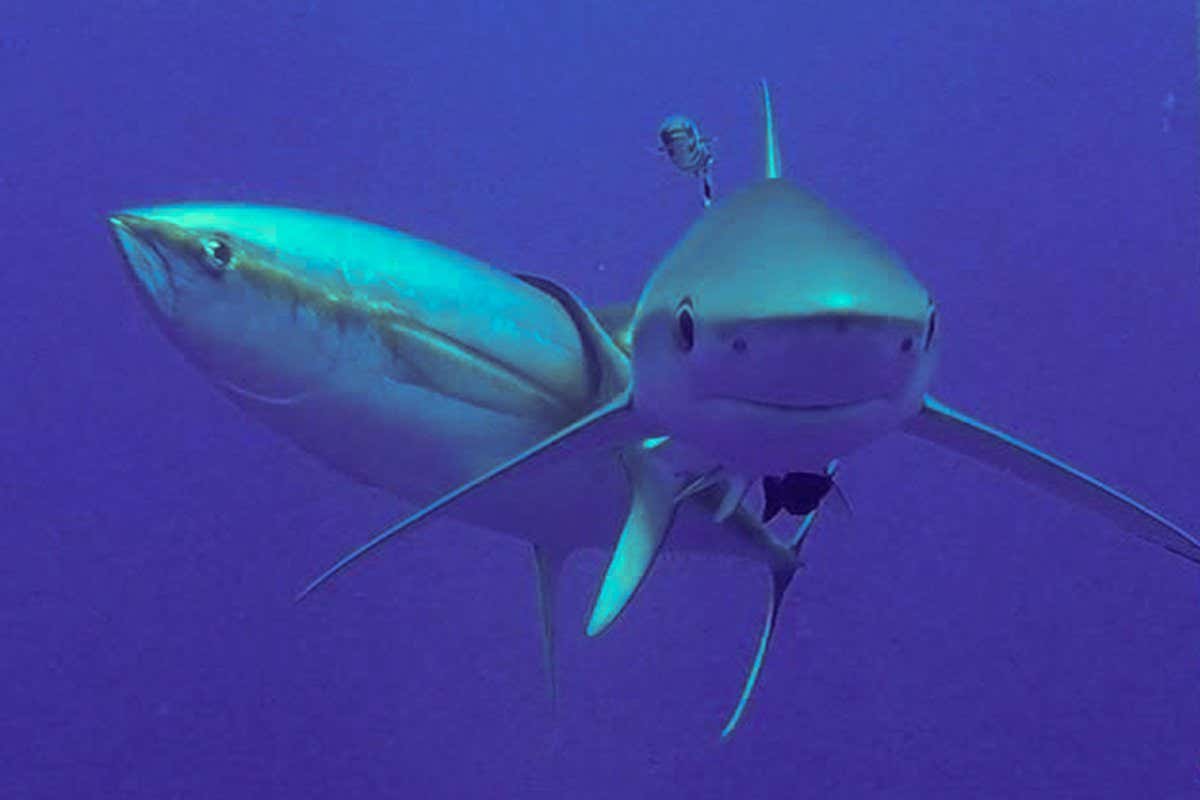 Tuna use sharks as back scratchers despite risk of being eaten